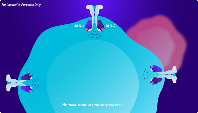 Normal bone marrow stem cell