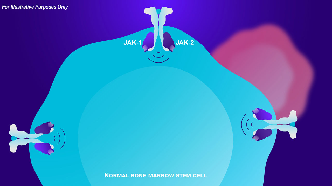 Normal bone marrow stem cell Normal bone marrow stem cell